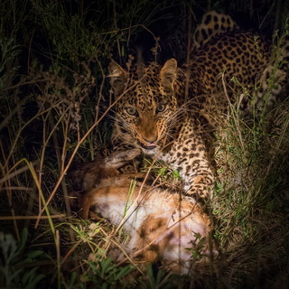 South Luangwa - Leopard with killed puku